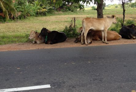 lanka201204-656-2.jpg